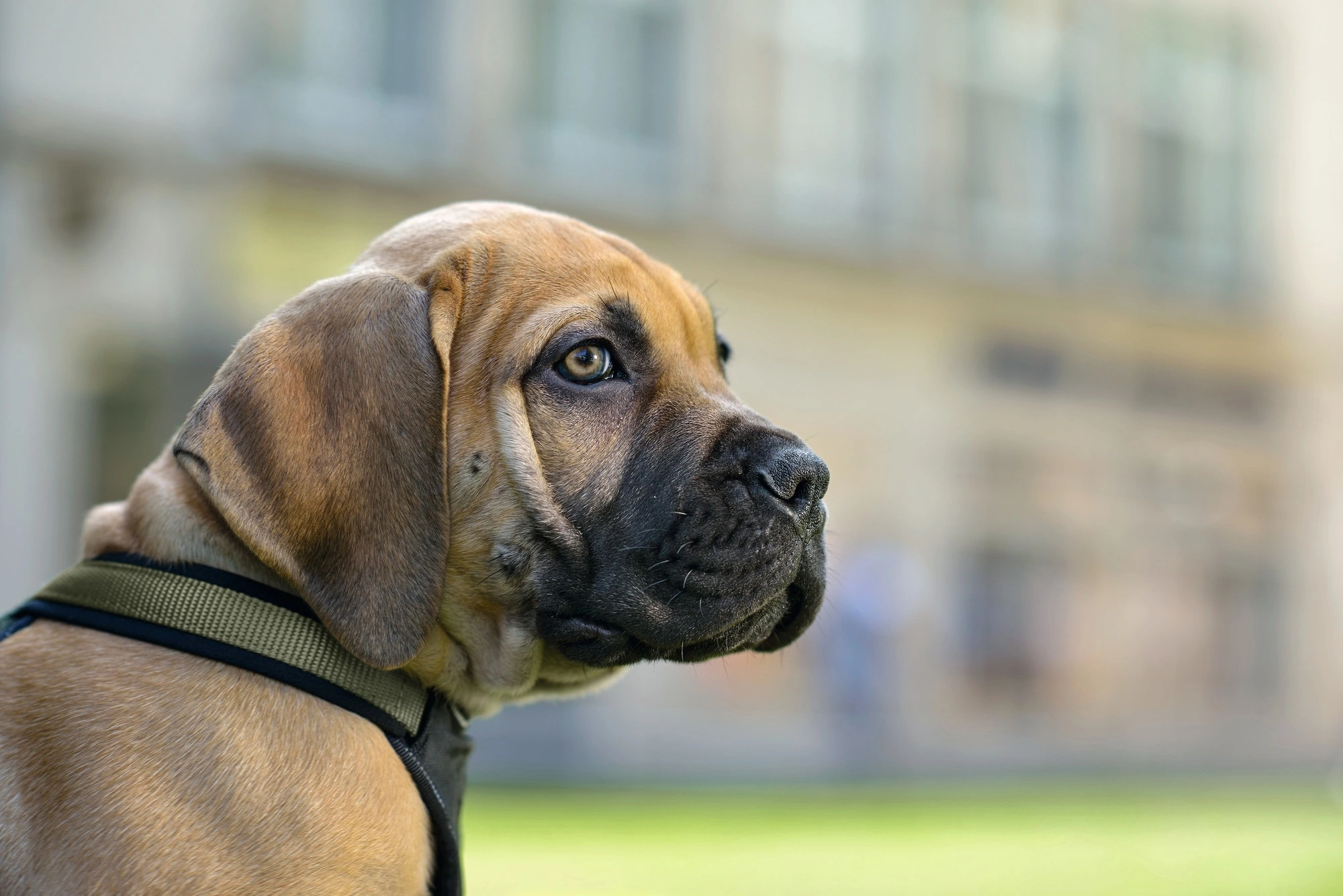 Hunter hundesele Neopren Oliven XL længde 73-94 cm 2,5 cm - blød og stabil komfort